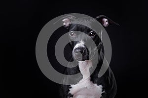 The dog is a pit bull Terrier posing in Studio