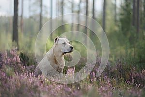 Dog pit bull Terrier sitting in the woods