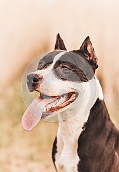 Dog pit bull walks in the summer in nature