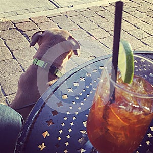Dog Pitbull puppy by the table with a drink