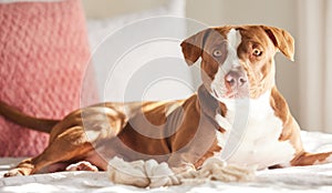 Dog, pitbull and relax on bed in home with blanket, rope or toys for growth, training and development. Pet, rescue