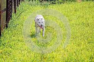 Dog pitbull running through the green grass to his master_