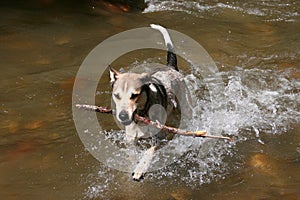 Dog plaing in water. Young domestic dog.