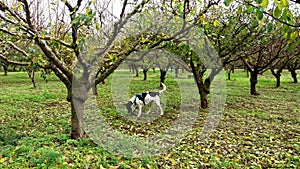 Dog in a planted peaches trees