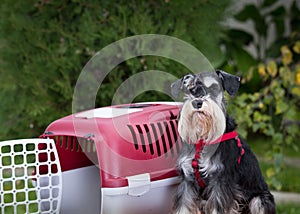Dog beside plastic carrier