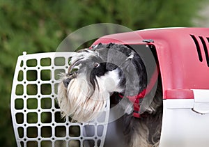 Dog in plastic carrier