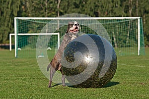 Dog play with ball