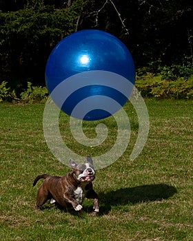 Dog play with a big blue ball