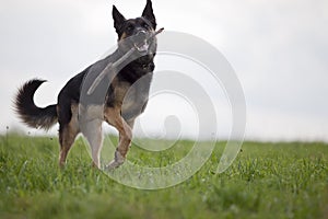 Dog play with branch and train to retrieve