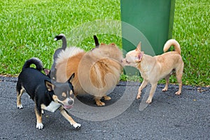 Dog play in the garden