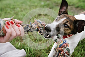 Dog play with rope