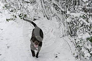 Dog play in snow in a heavy snowy day.