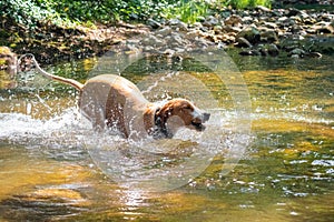 Dog playfully jumping in the river