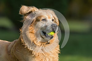 Dog Playing