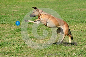 Dog playing with ball