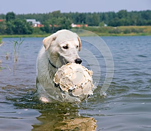 Dog playing with a ball