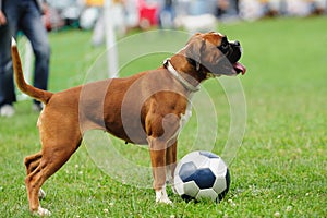 dog playing with ball