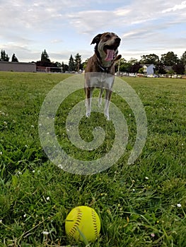 Dog playing Ball