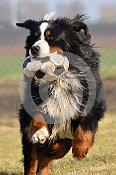 Dog playing with ball