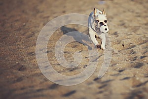 Dog playing ball