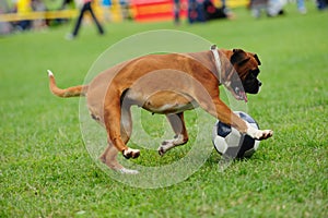 Dog playing with ball