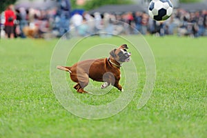 Dog playing with ball