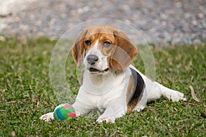 Dog playing with ball