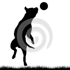 Dog playing with ball