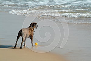 Dog playing the ball in beach