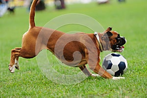 dog playing with ball on a green grass
