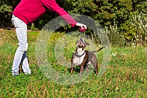 Dog playing ball with his master