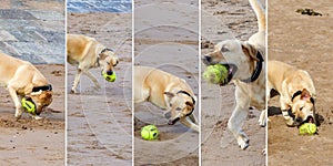 Dog playing ball - multiple images