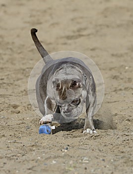 Dog playing with a ball in the sand