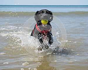 Dog playing ball in the se