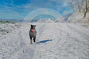 Dog playing with a ball in the snow