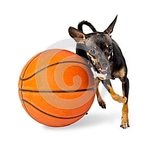 Dog playing ball - Toy terrier dog