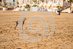 Dog playing on a Beach