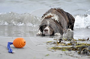 Dog playing at the beach