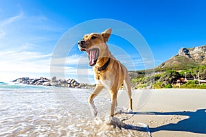Dog playing at the beach