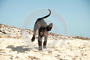 Dog playing at the beach