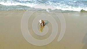 Dog playing on a beach as wave crash onto a shingle beach in the sunsets