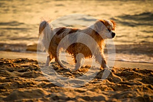 Dog playing at the beach in evening light