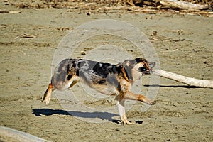 dog playing on the beach , image taken in Follonica, grosseto, tuscany, italy