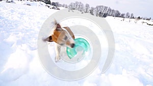 Dog playing with blue frisbee in snow. DLSR camera slow motion video footage