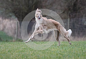 Dog is playing a borzoi