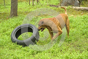 dog playing with a car tire