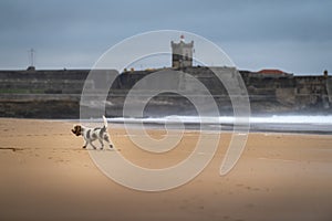 A dog playing at the Carcavelos Beach in a winter morning