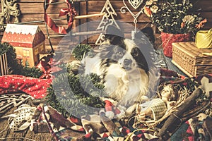 Dog playing with Christmas decorations