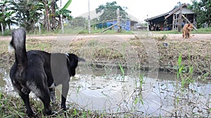 Dog Playing at countryside in Phattalung