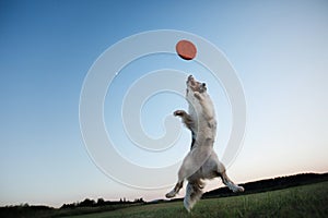 The dog is playing with the disc in the field. Sport with Pet.